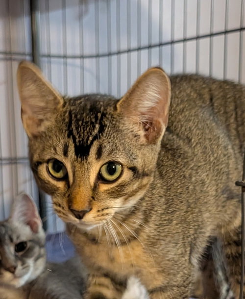 GEORGIE - Domestic Short Hair available for adoption