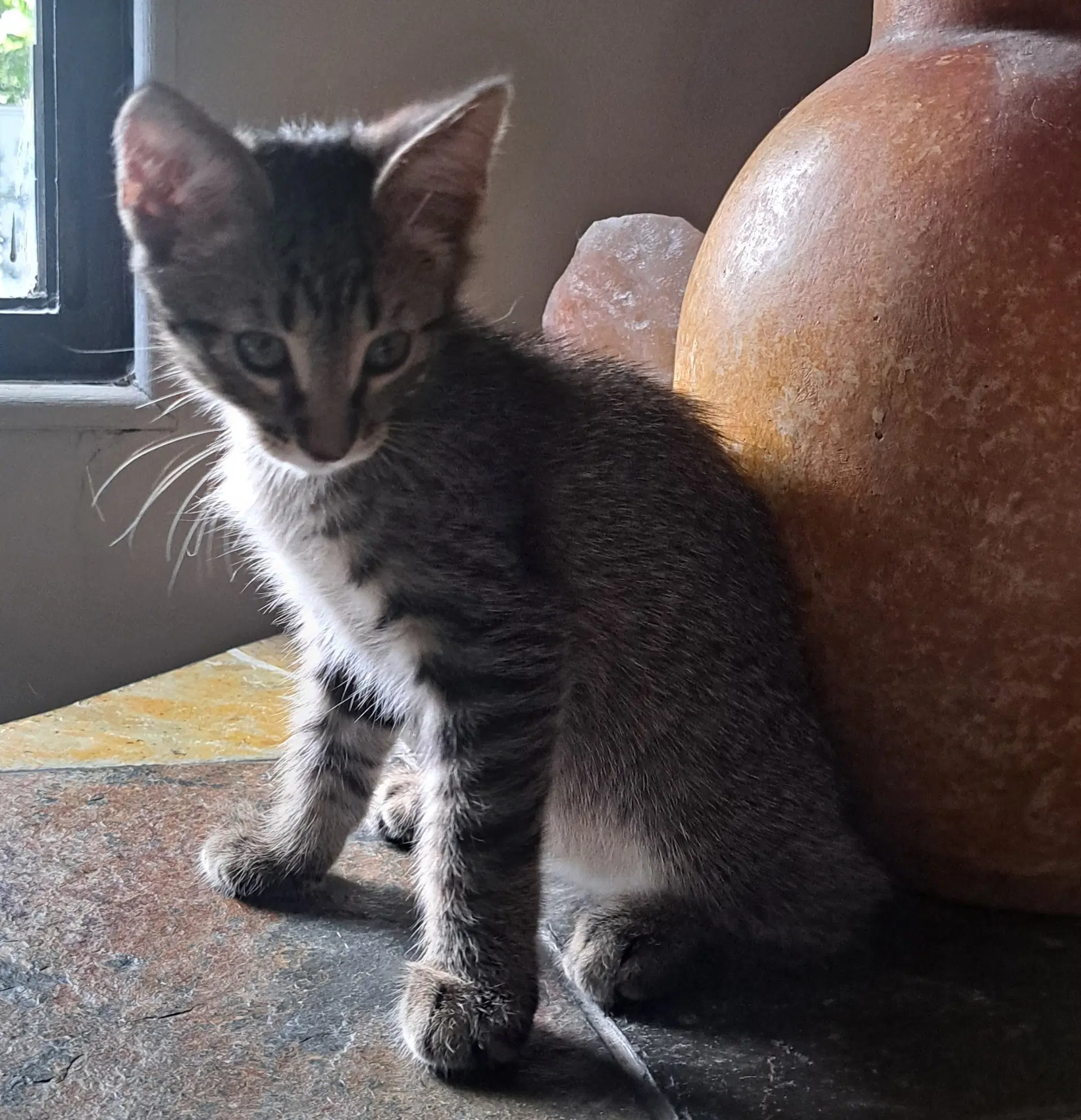 Loki - Domestic Short Hair