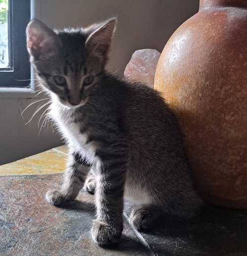 Loki, a cat for adoption from Beyond Nine Cat Rescue