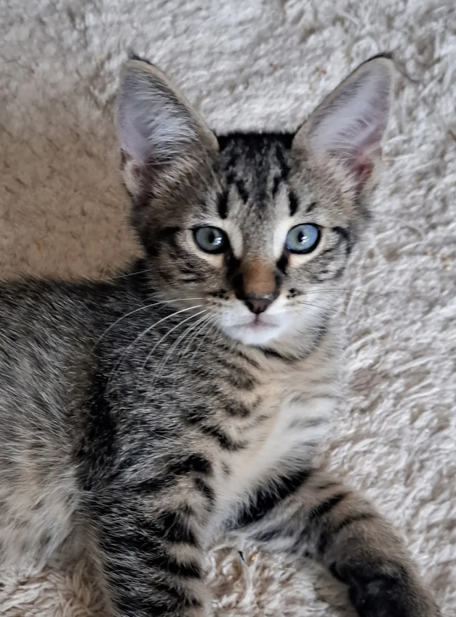 Loki image 2
