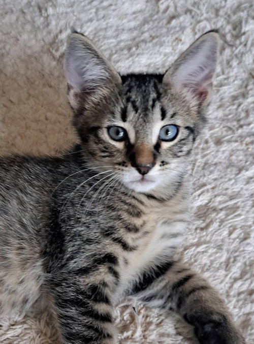 Photo 2 of Loki