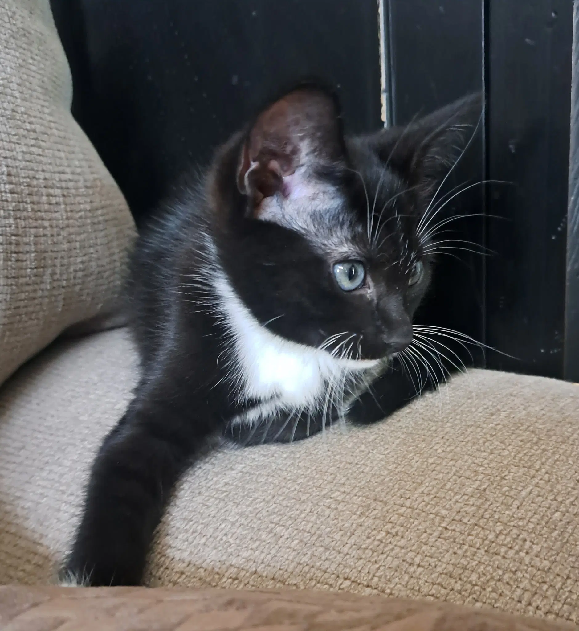 Mittens - Domestic Short Hair