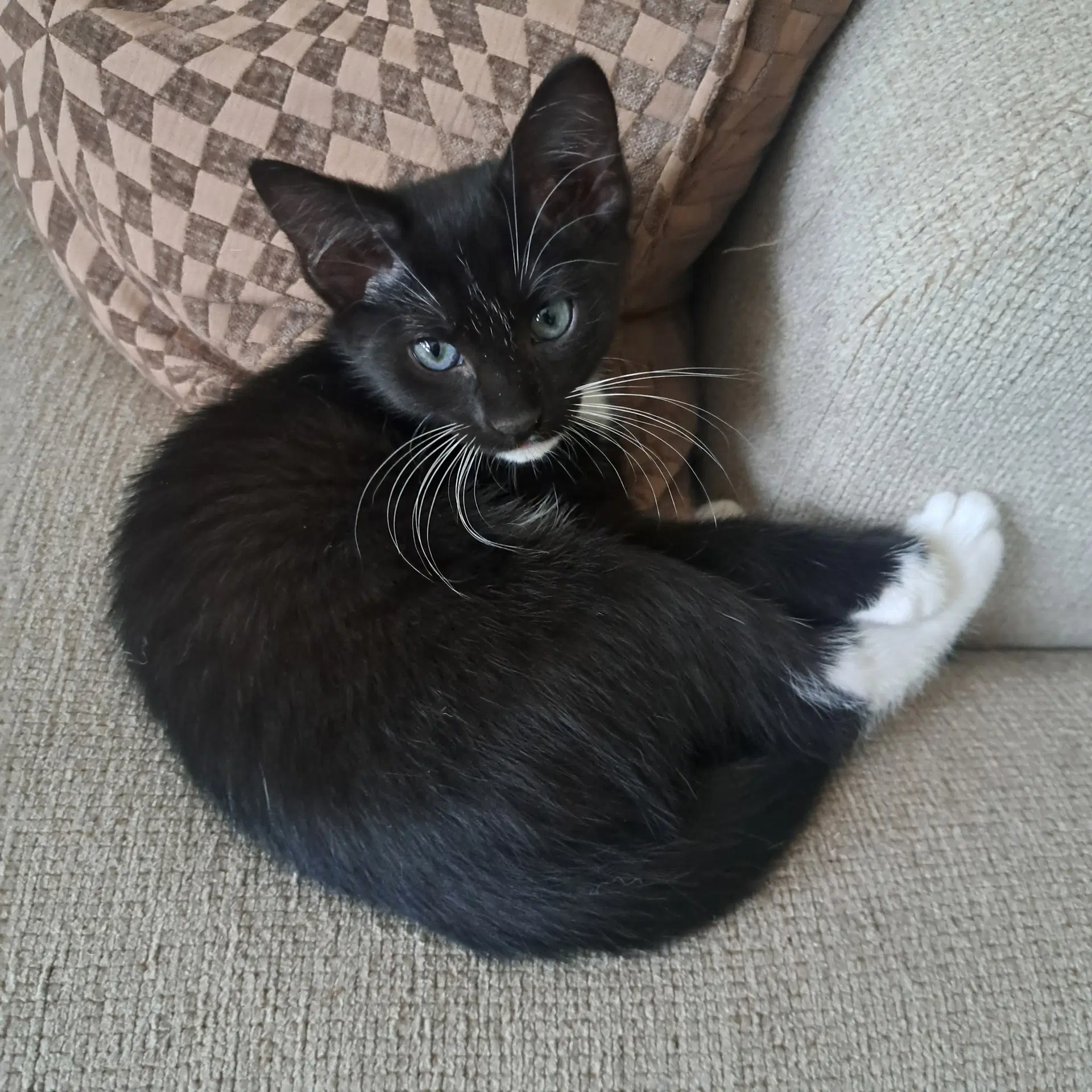 Mittens image 2