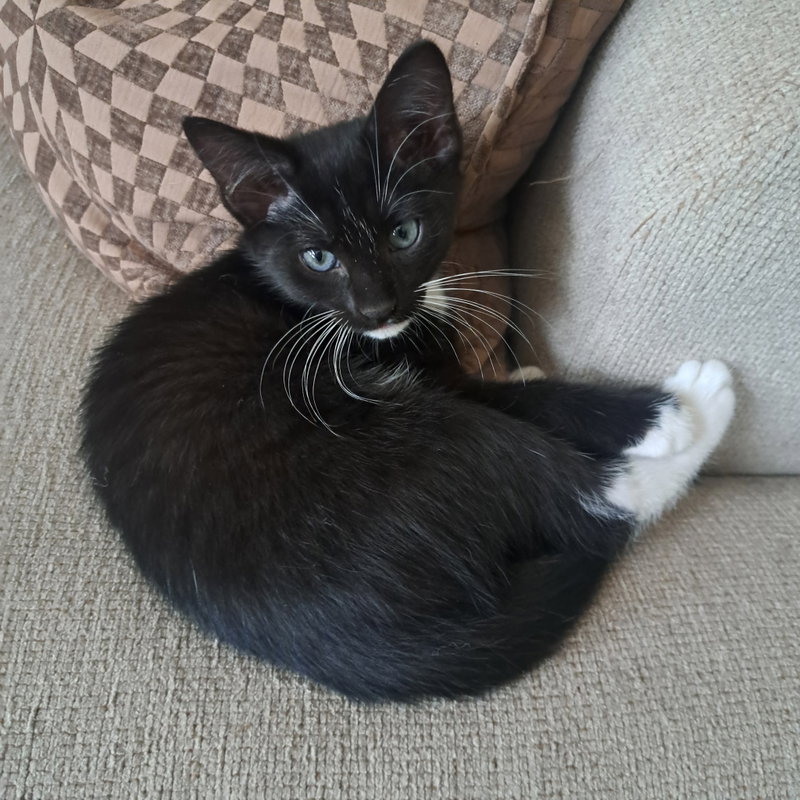 Mittens, photo 2