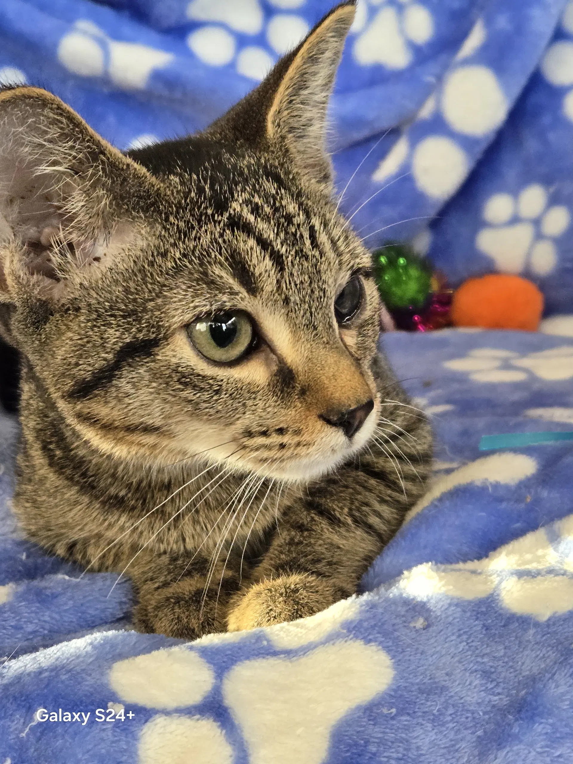 Vivian - Domestic Short Hair