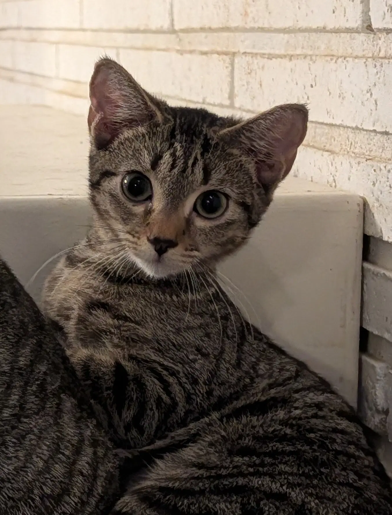 Veronica - Domestic Short Hair