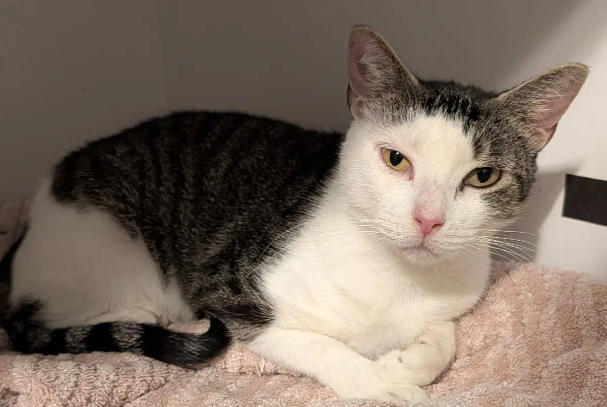 Baby Girl - Domestic Short Hair