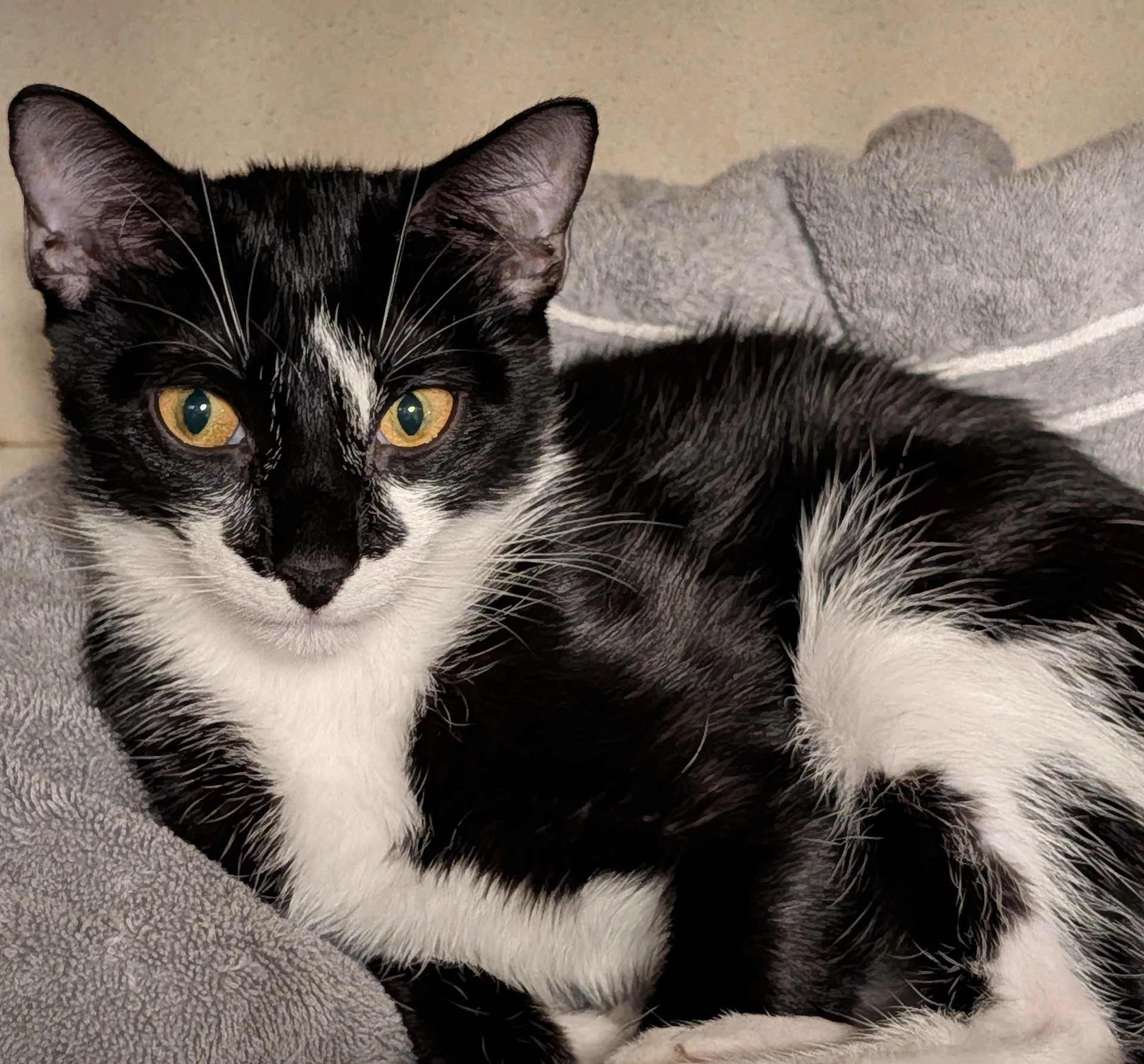 Pepper