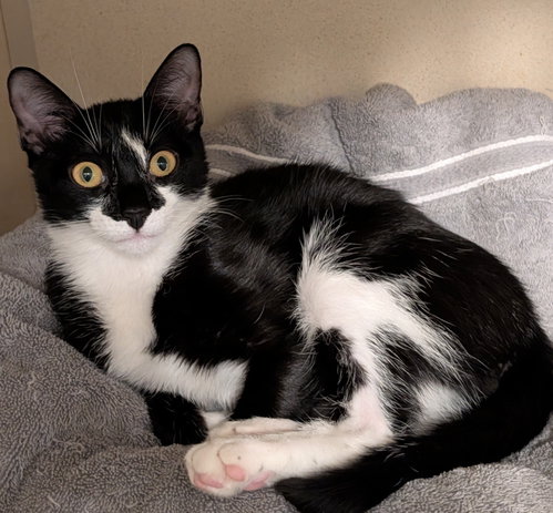 Photo 2 of Pepper