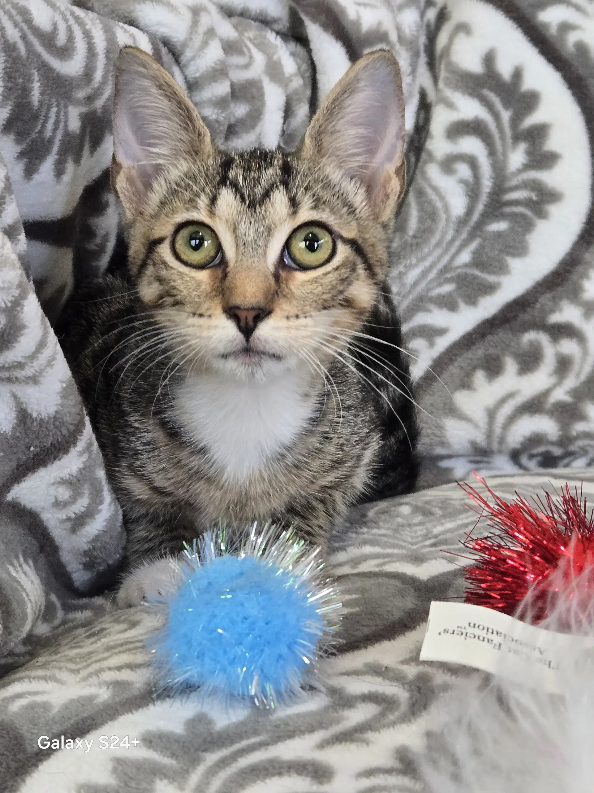 Kelly - Domestic Short Hair