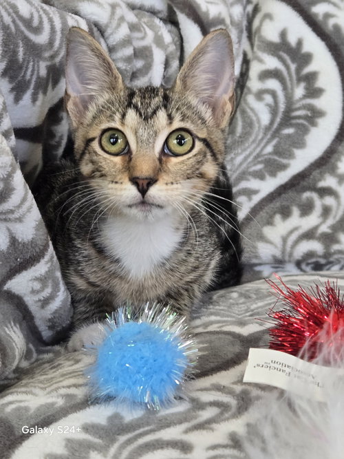Kelly 2026, a cat for adoption from Beyond Nine Cat Rescue