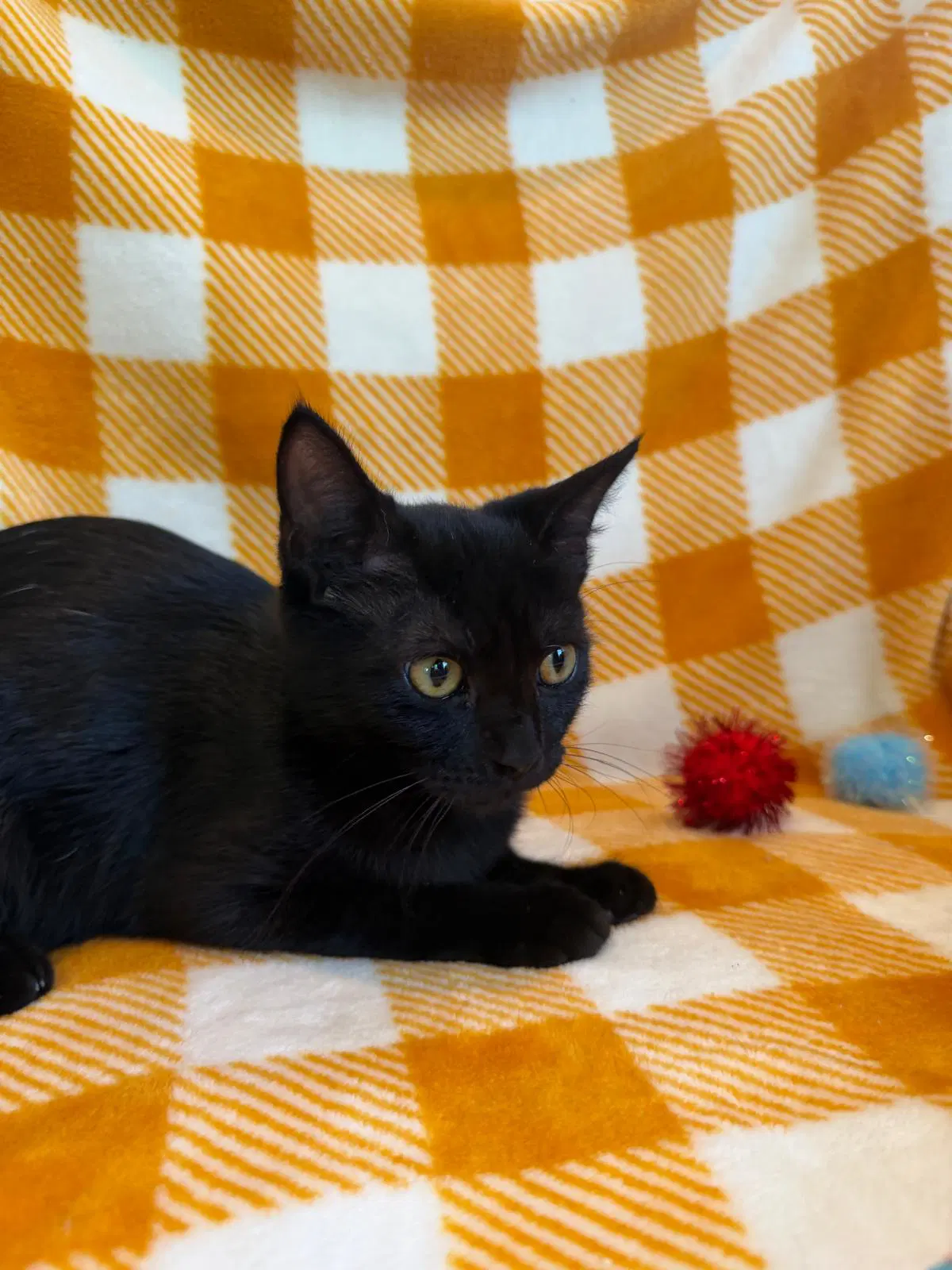 Holly - Domestic Short Hair