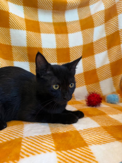 Holly 2026, a cat for adoption from Beyond Nine Cat Rescue