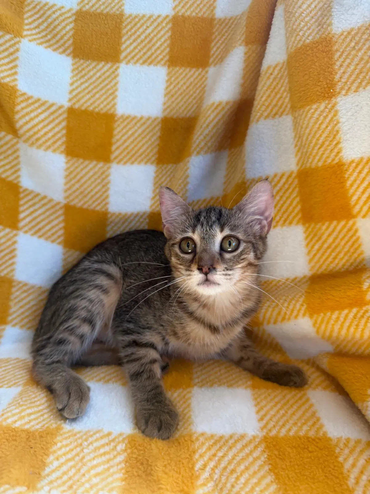 Carla - Domestic Short Hair
