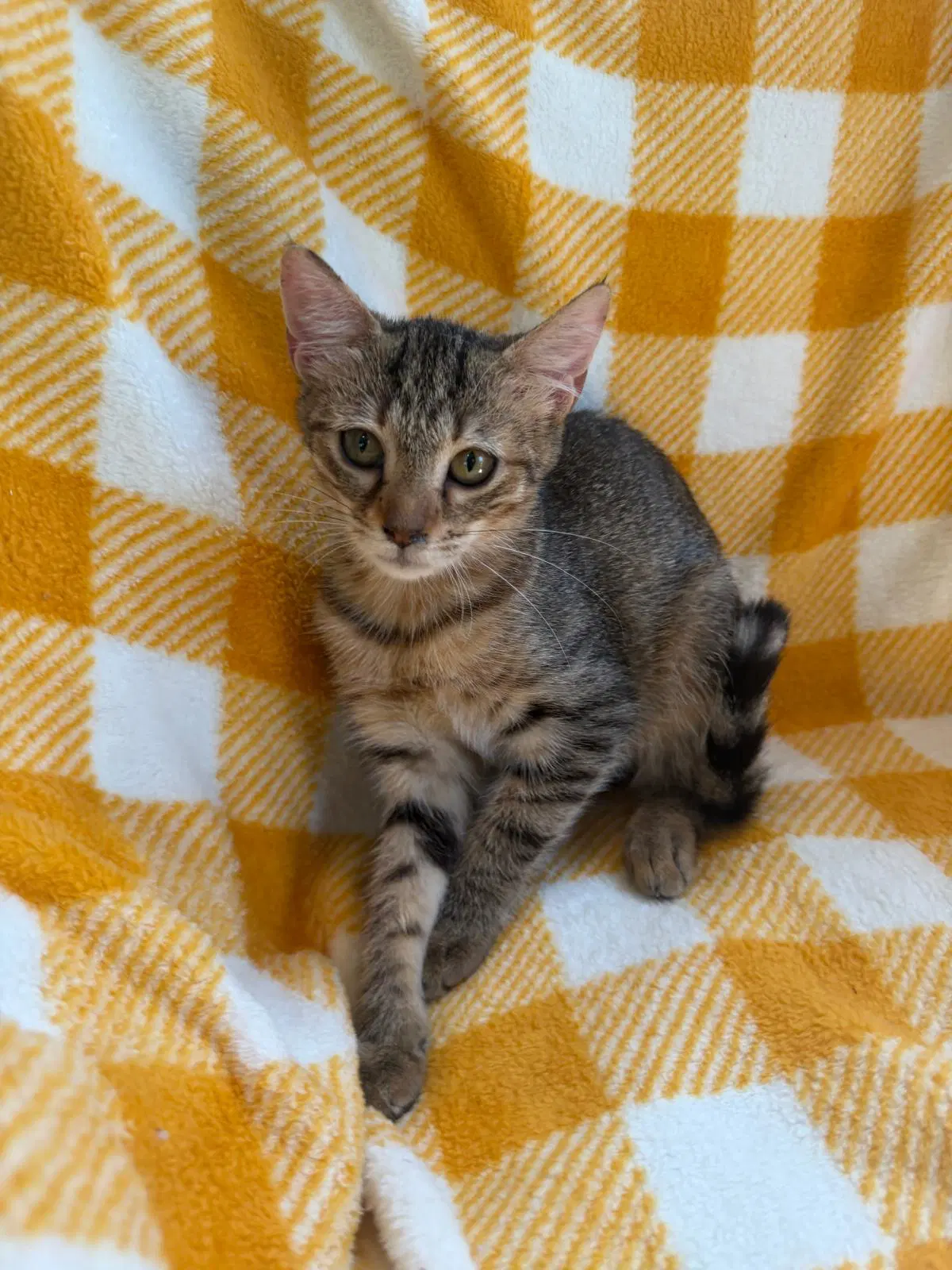 Carla image 4