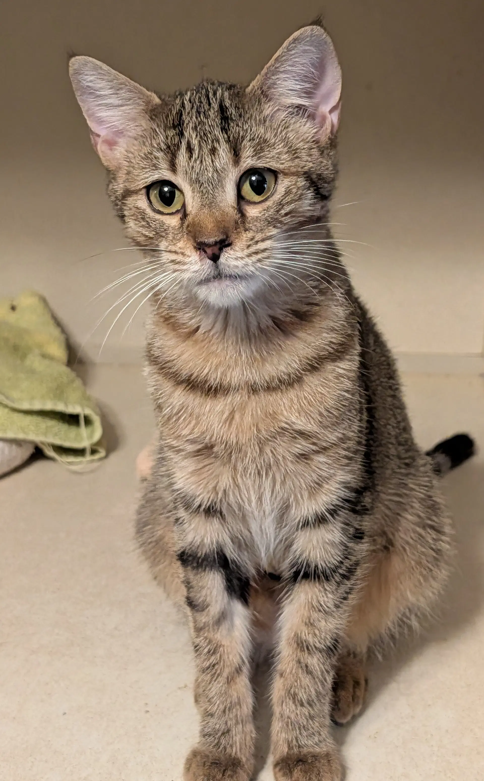 Carla - Domestic Short Hair