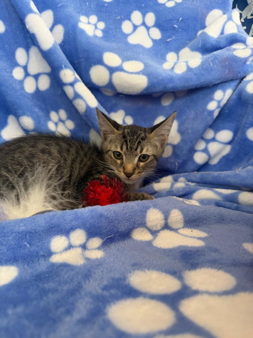Peter, a cat for adoption from Beyond Nine Cat Rescue