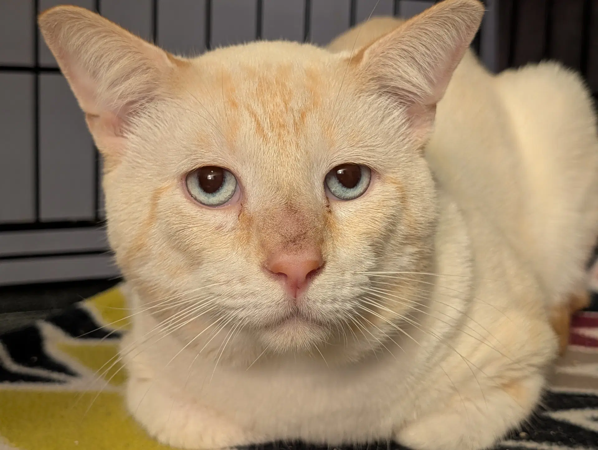 Tanny - Siamese