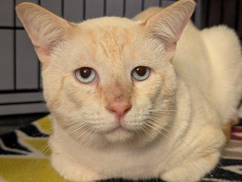 Tanny, a cat for adoption from Beyond Nine Cat Rescue