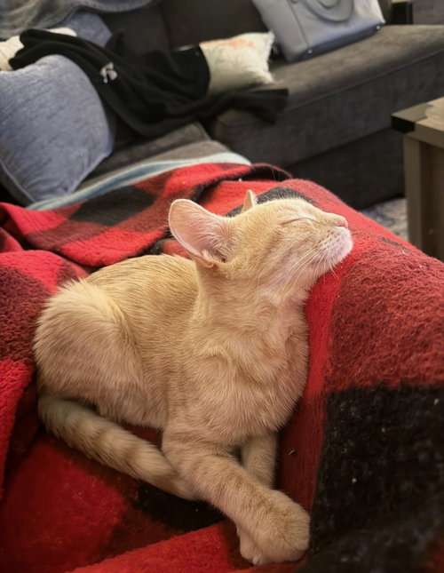 Photo 2 of Spritz aka Nelson