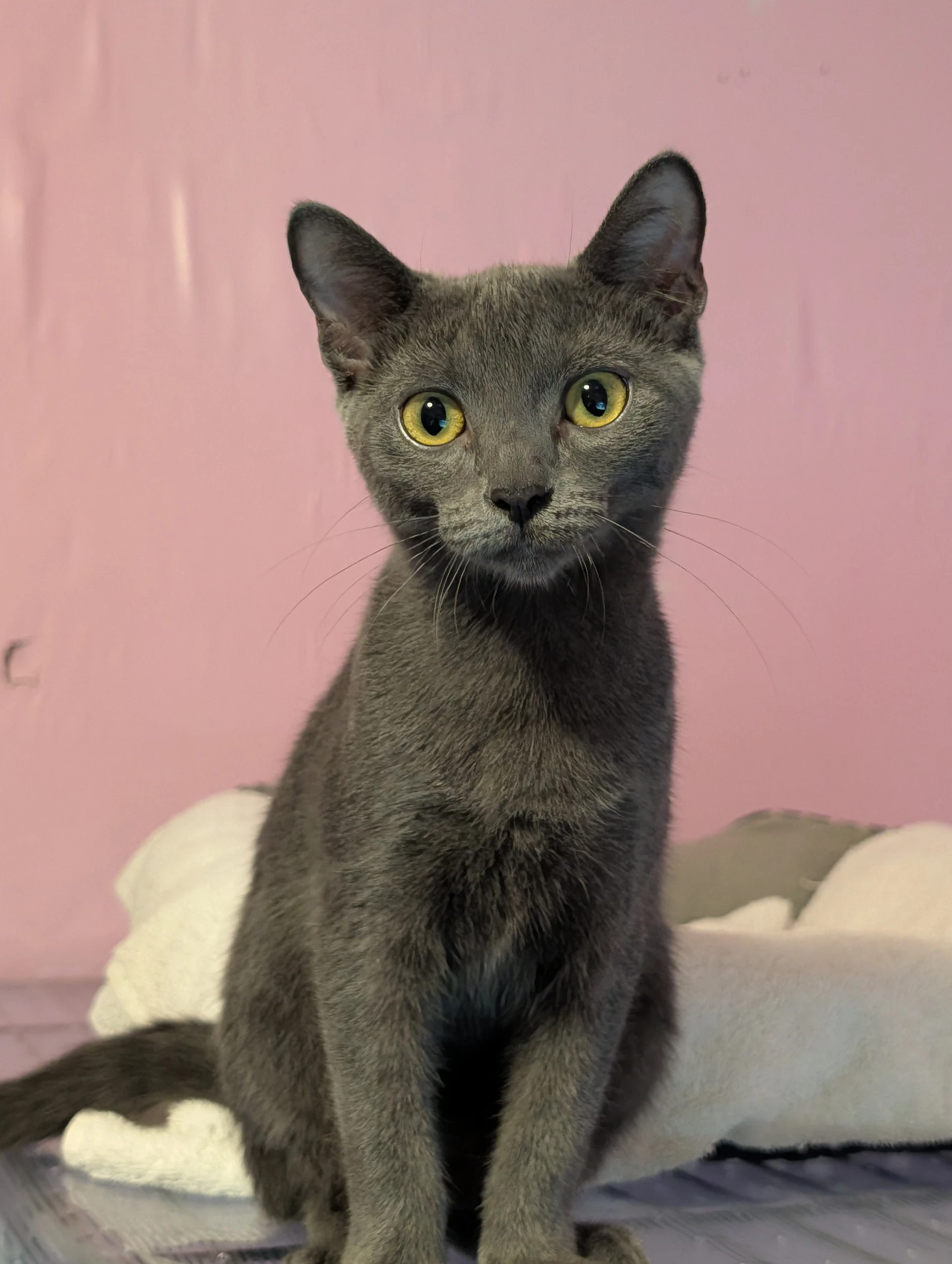 Daphne