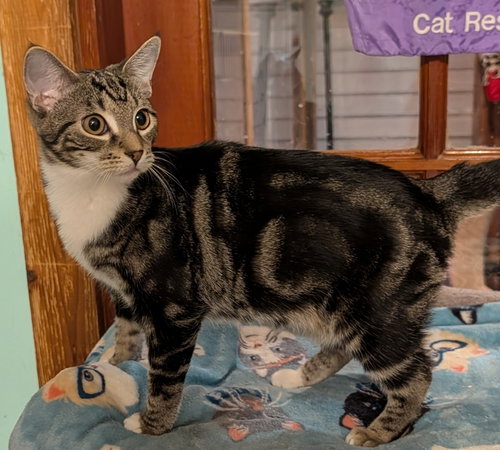 Annette, a cat for adoption from Beyond Nine Cat Rescue