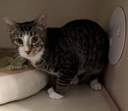 Rubin, a cat for adoption from Beyond Nine Cat Rescue