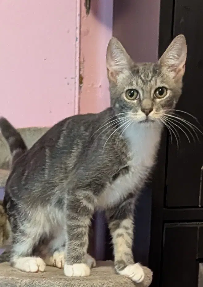 Chase - Domestic Short Hair
