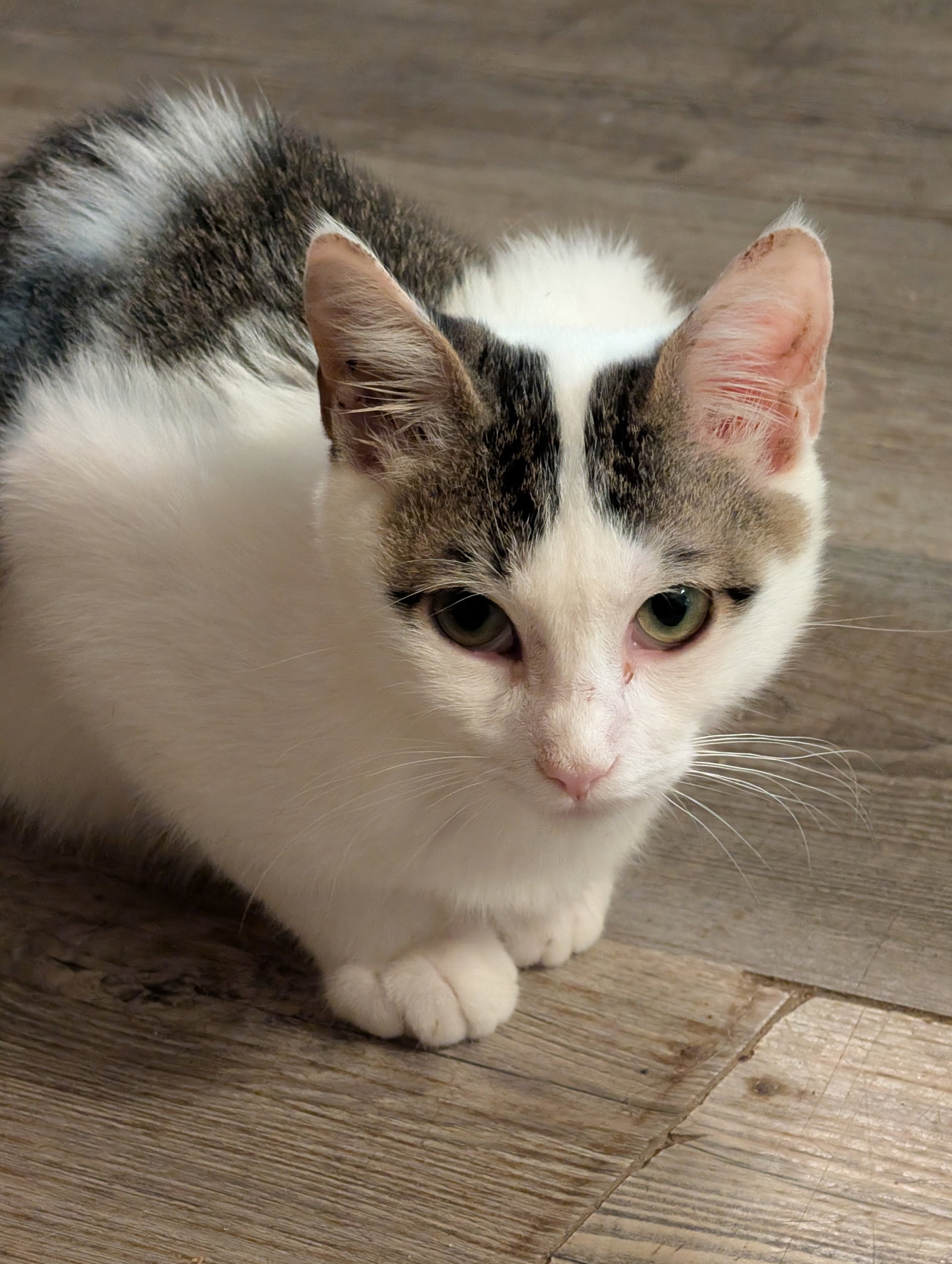 Rambo, Domestic Medium Hair
