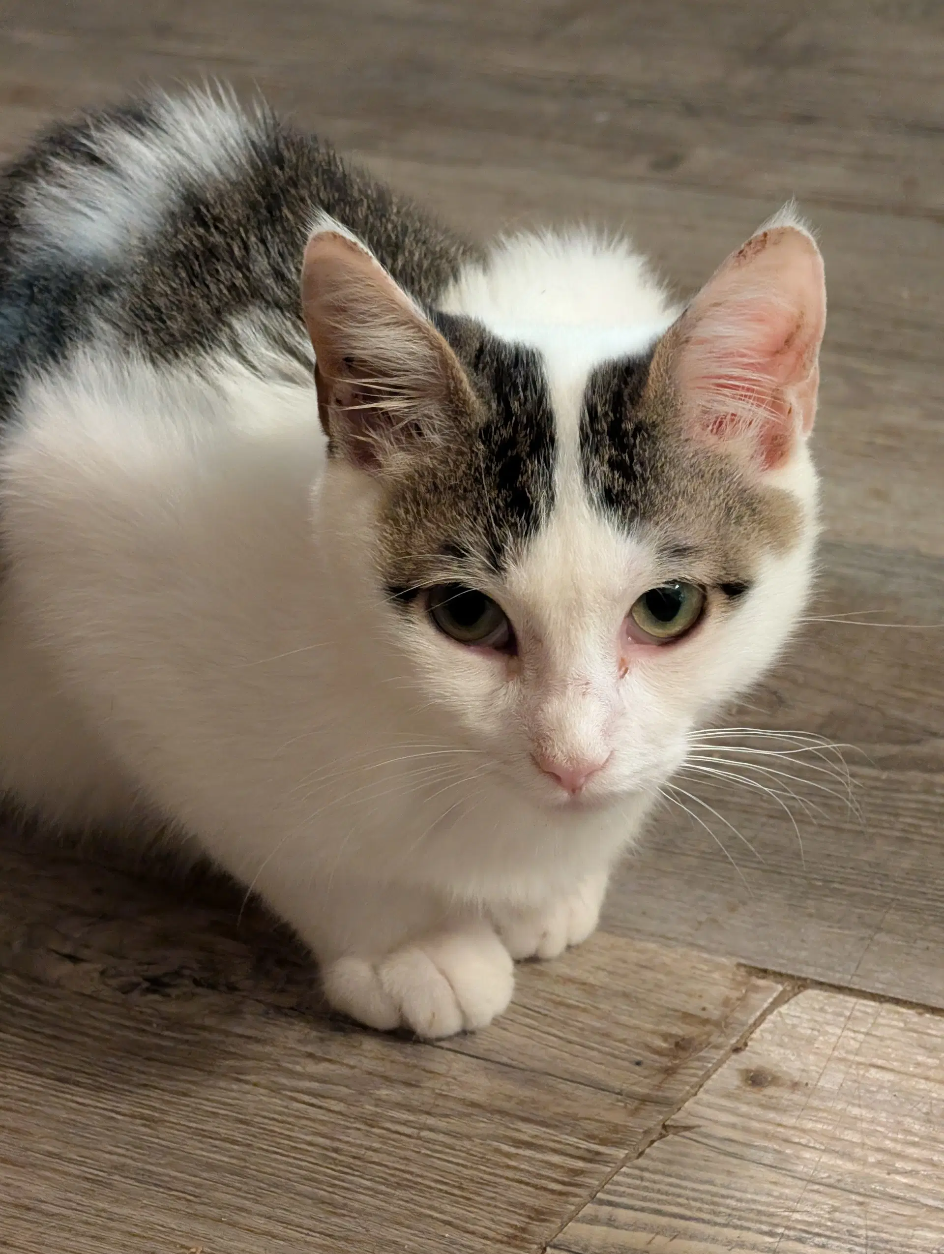 Rambo - Domestic Medium Hair