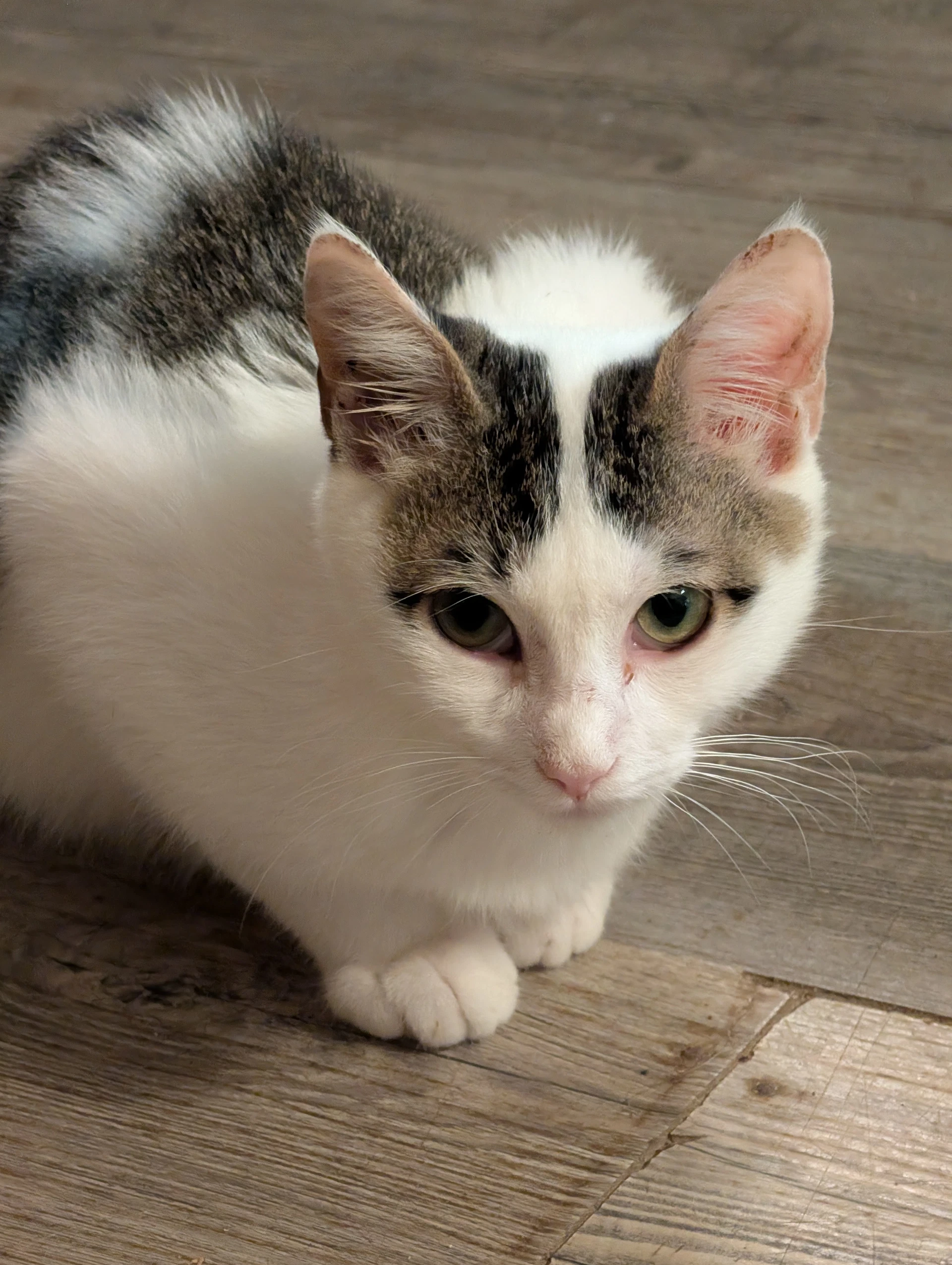 Rambo