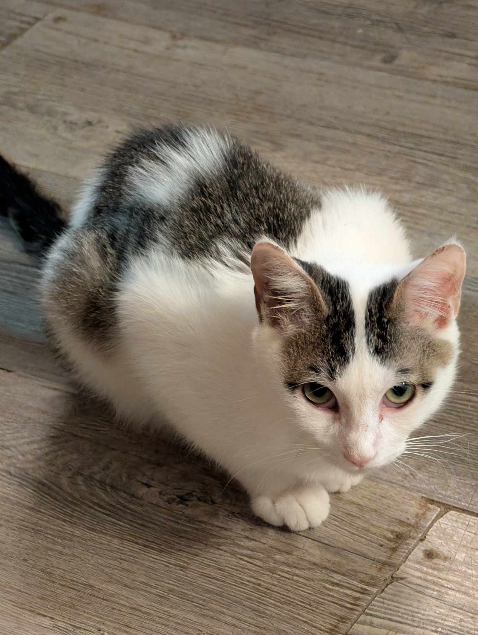Rambo, photo 2