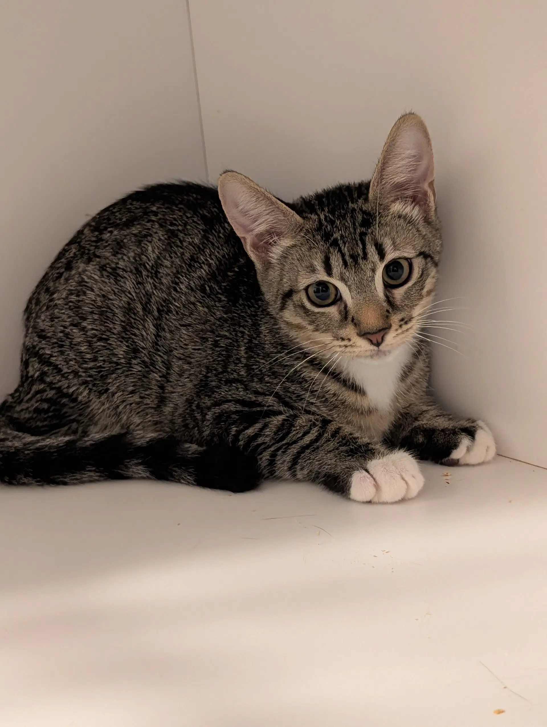Peter - Domestic Short Hair