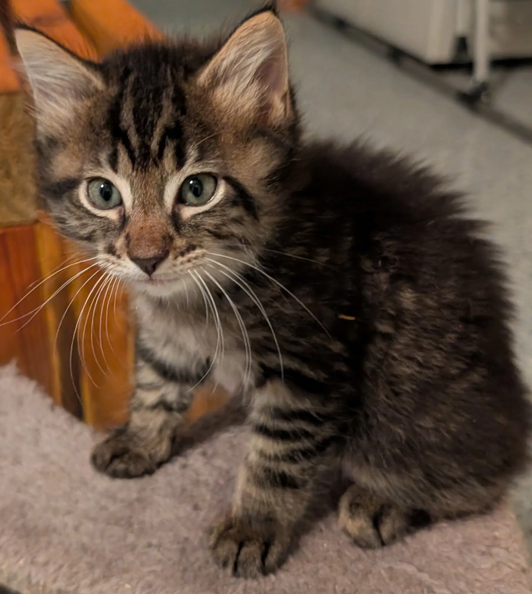 Howie - Domestic Medium Hair