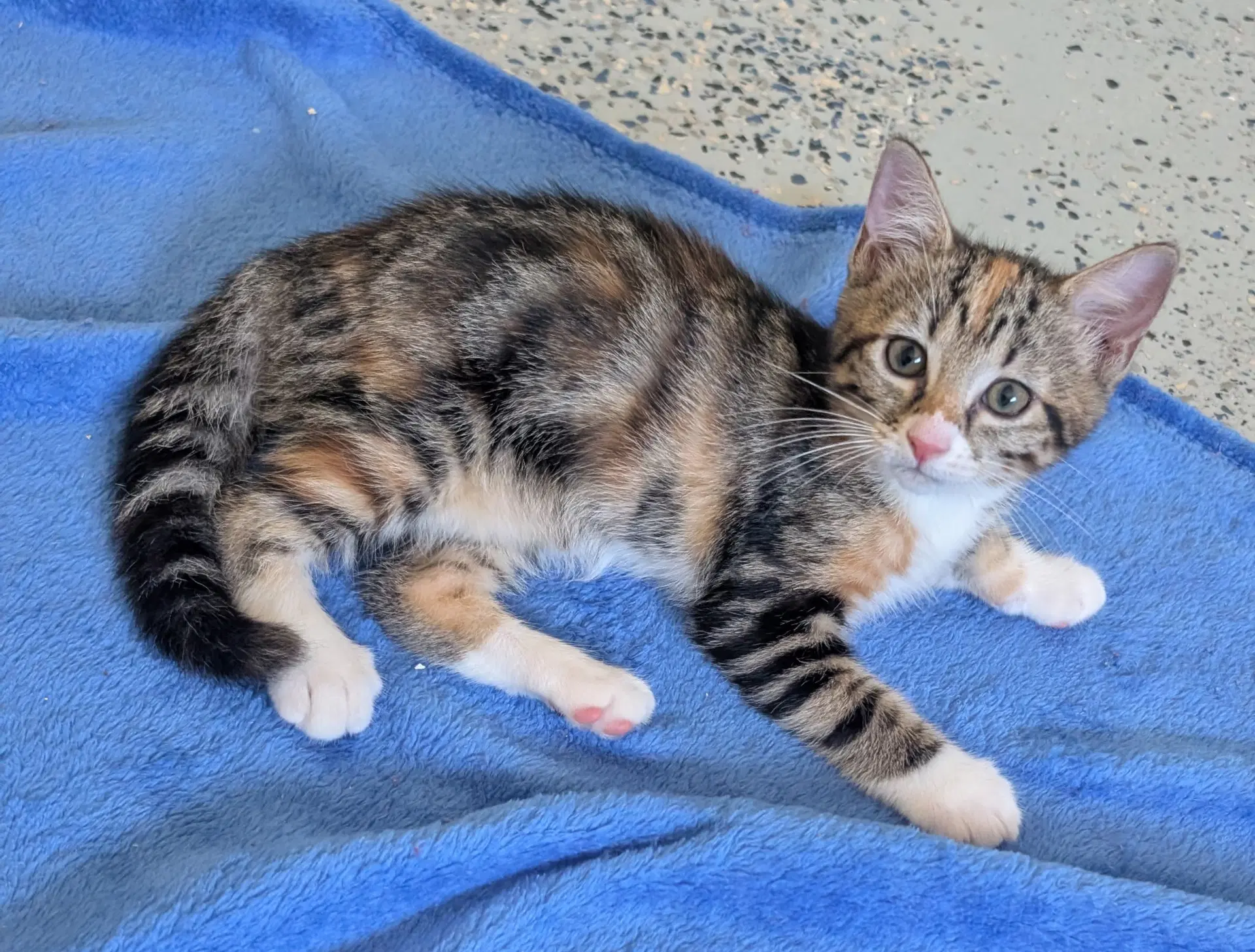 Dixie - Domestic Medium Hair