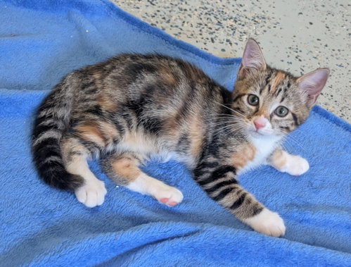 Dixie, a cat for adoption from Beyond Nine Cat Rescue