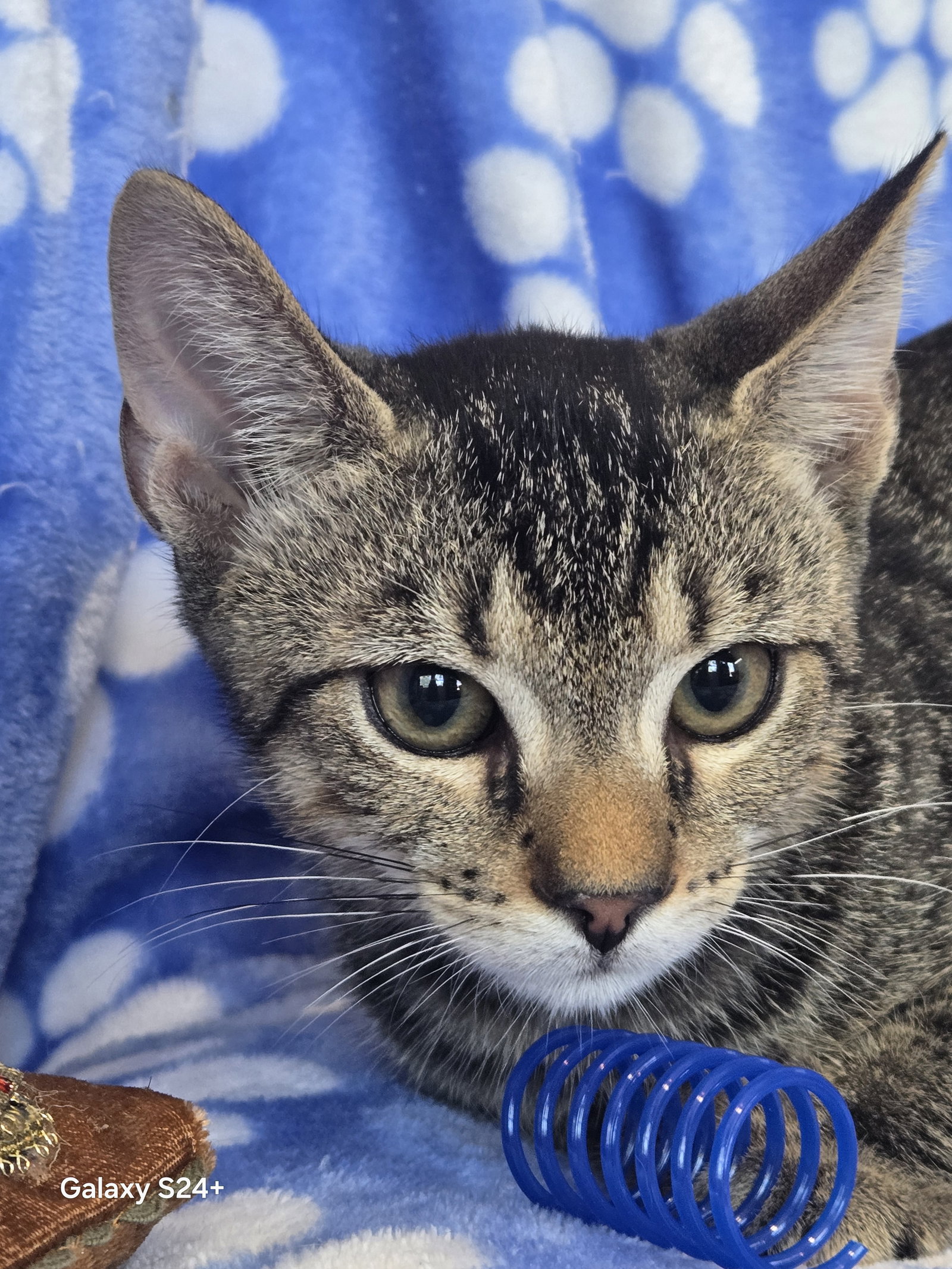 Bogie, Domestic Short Hair