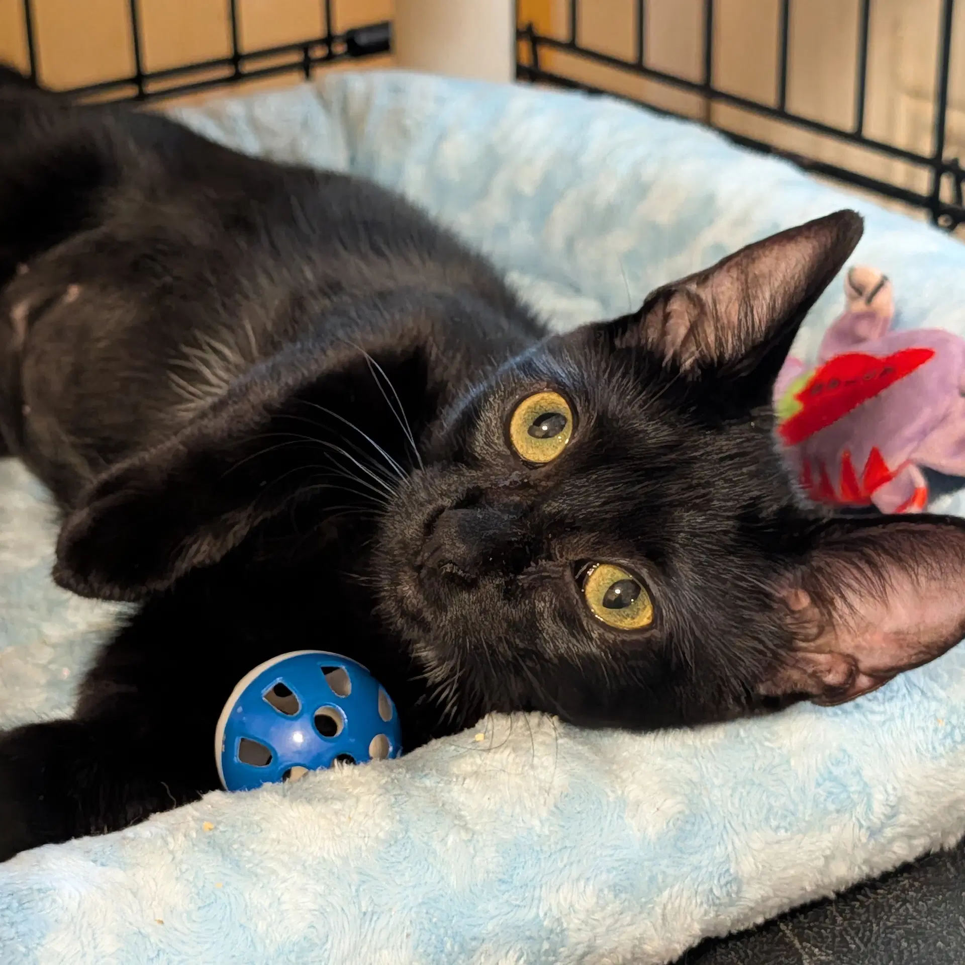Renee - Domestic Short Hair