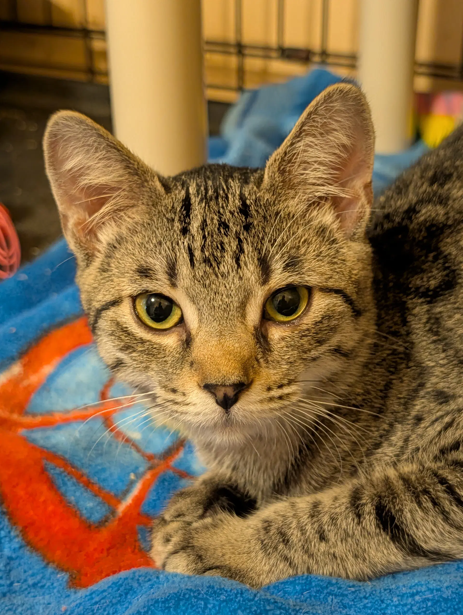 Anise - Domestic Short Hair