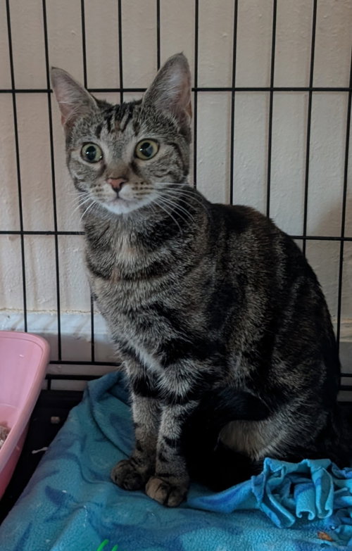 Swirl, Domestic Short Hair