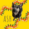 adoptable Dog in  named Ash
