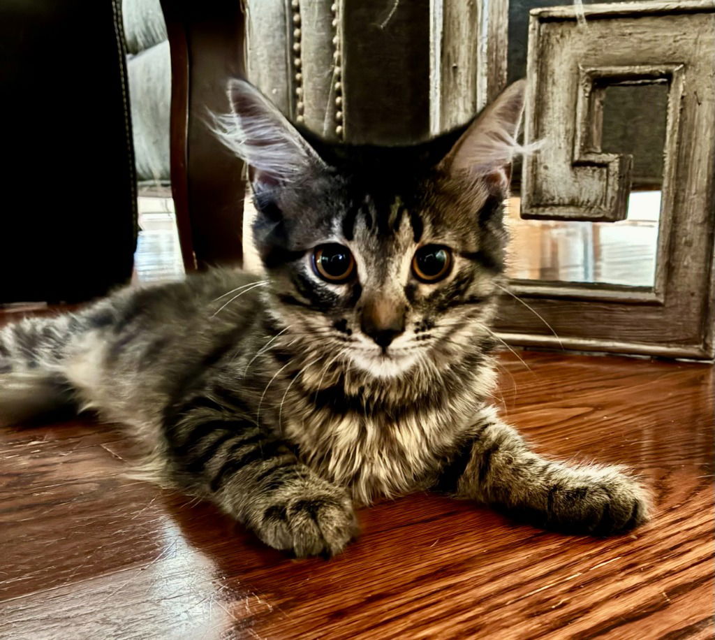 adoptable Cat in Little Rock, AR named Monkey