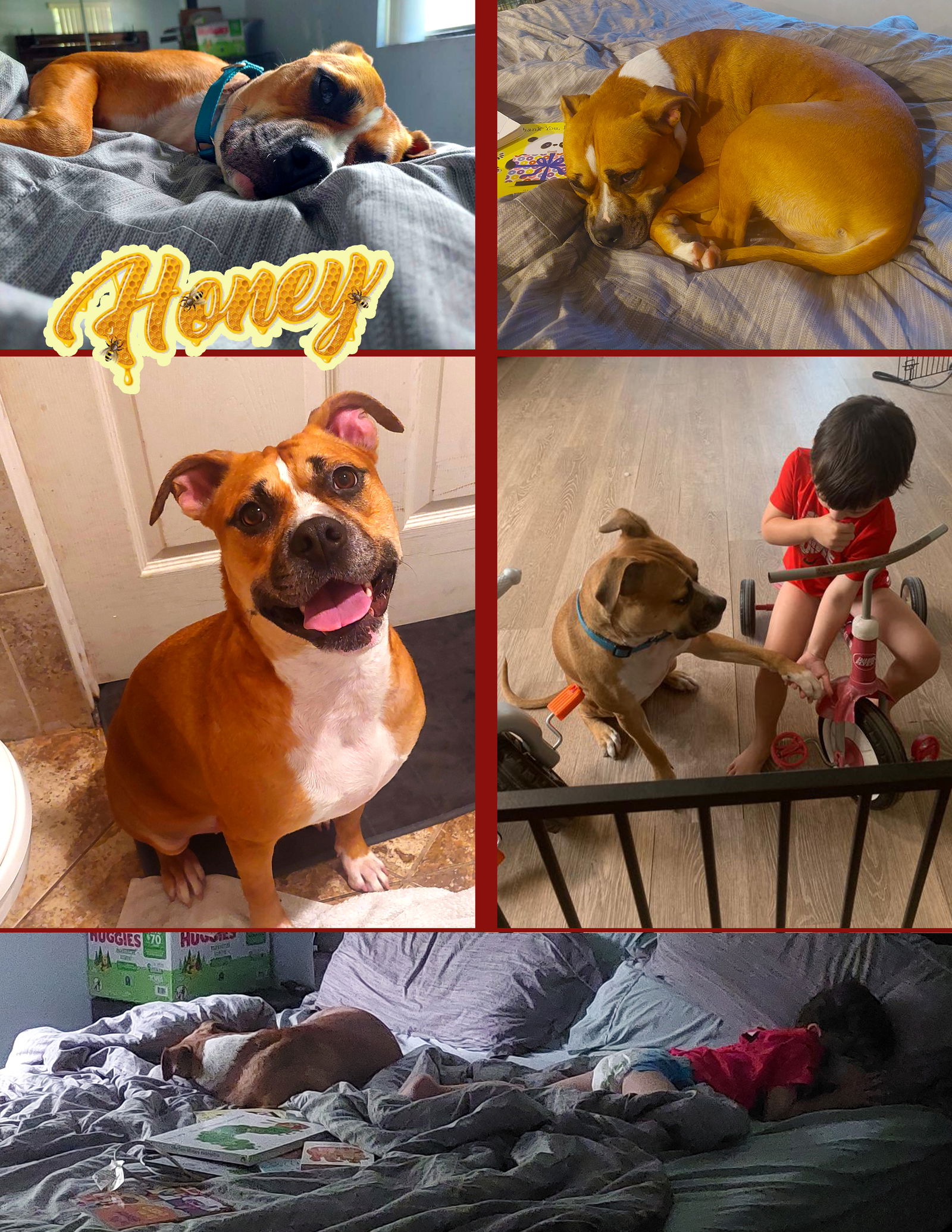 adoptable Dog in Pompano Beach, FL named Honey