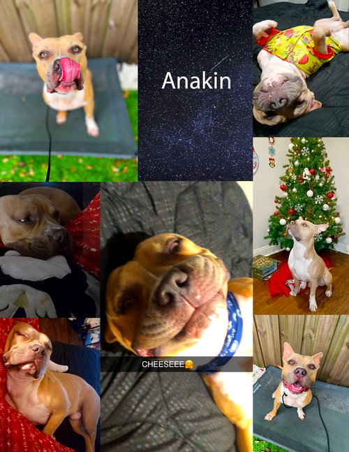 picture of the dog needing adoption