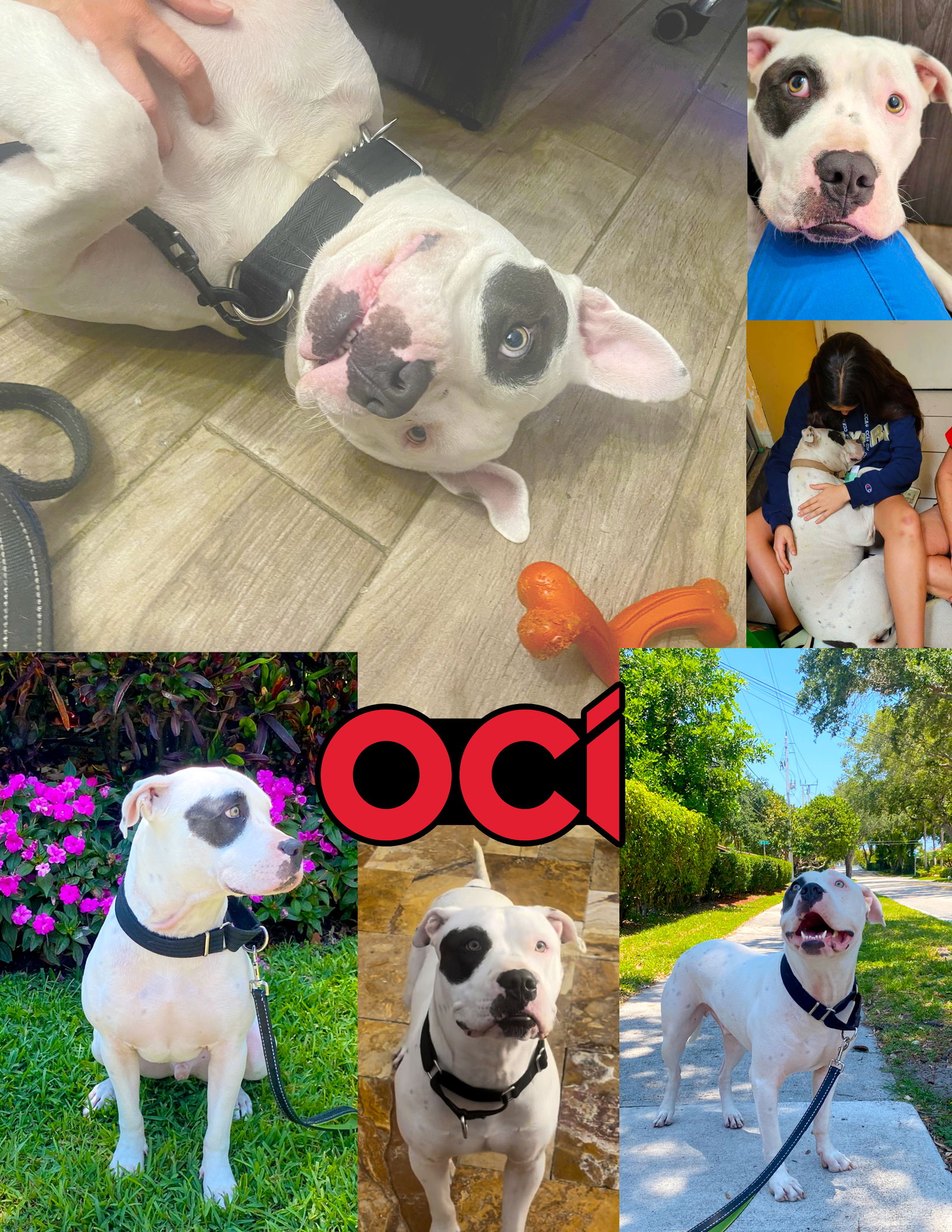adoptable Dog in Pompano Beach, FL named Oci