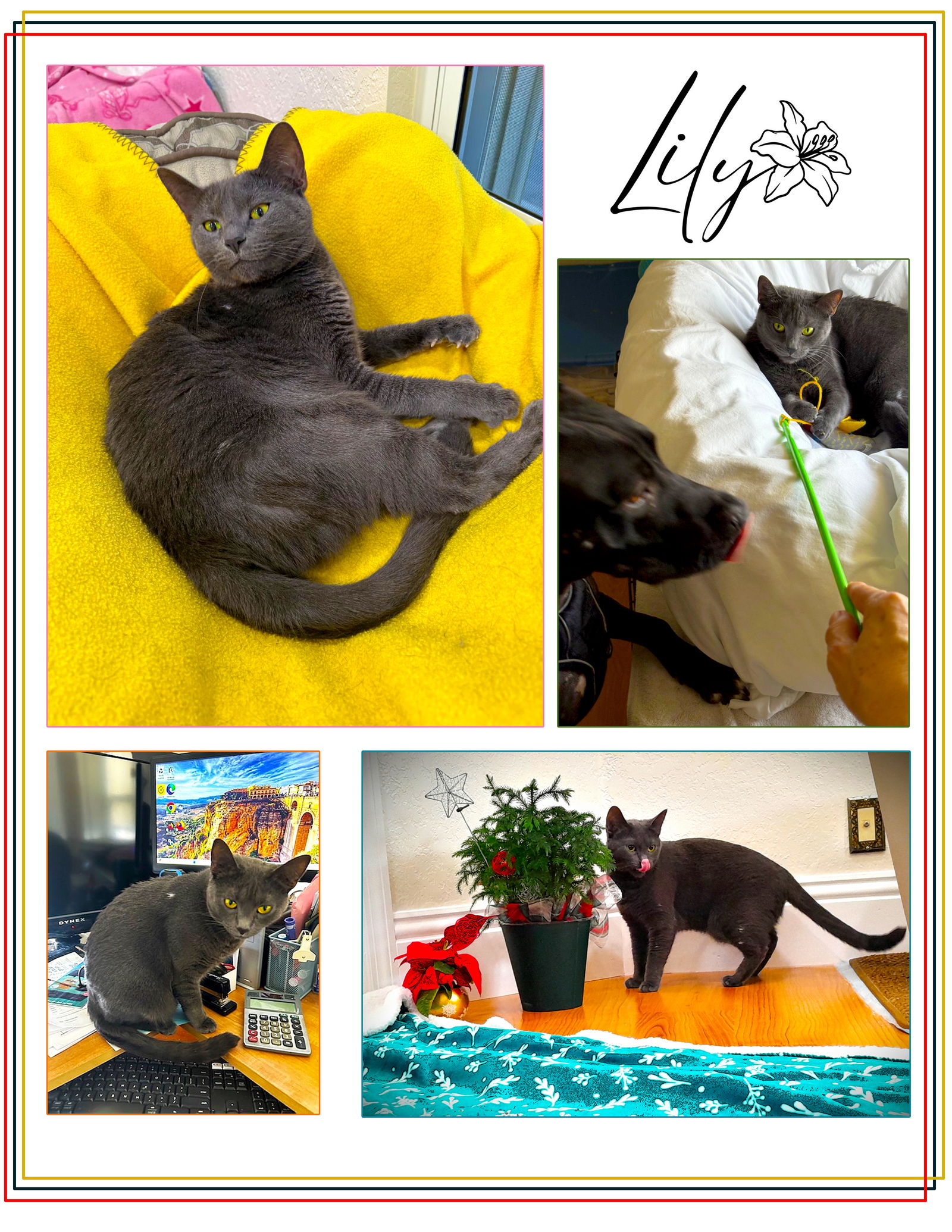 adoptable Cat in Pompano Beach, FL named Lily