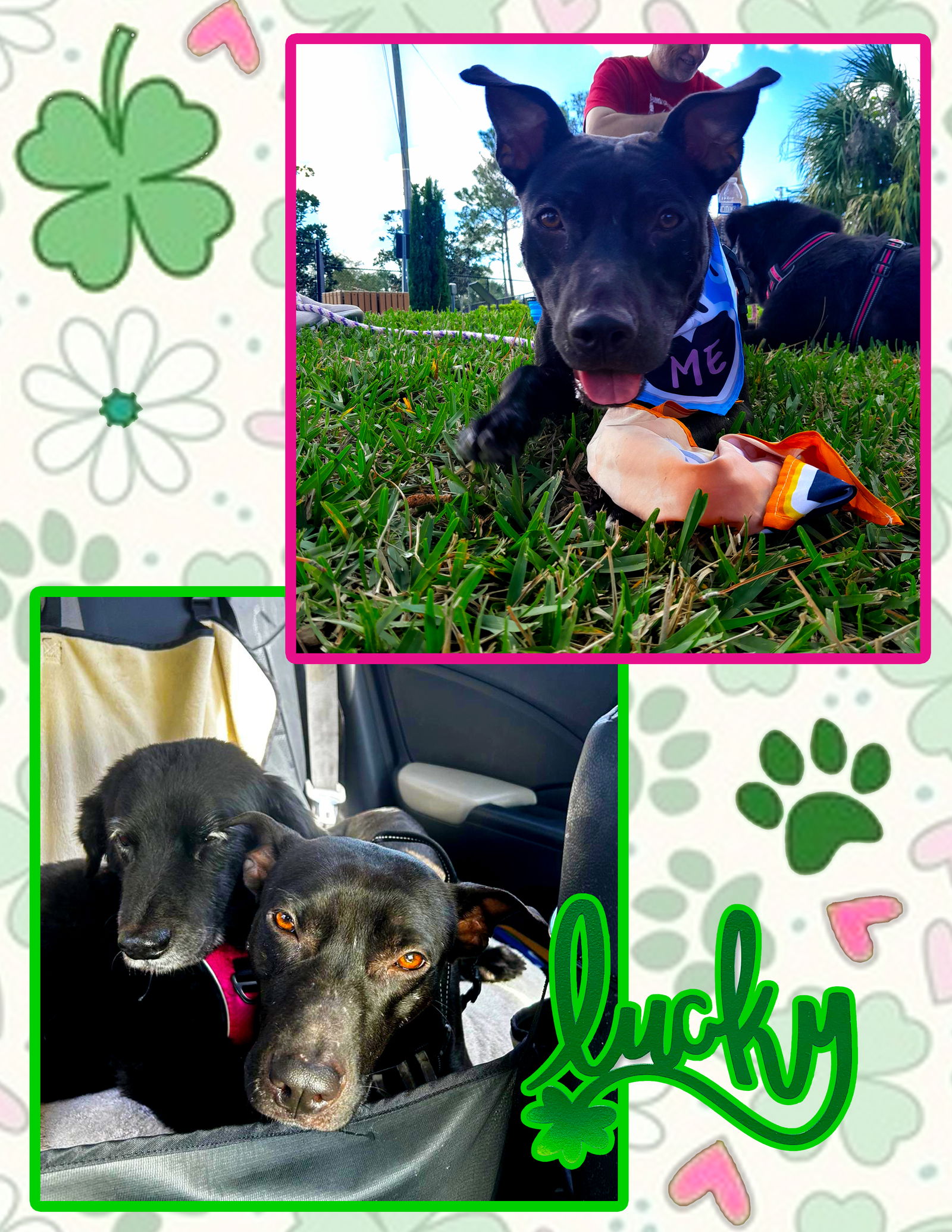 adoptable Dog in Pompano Beach, FL named Lucky