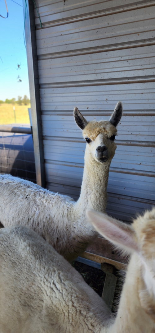 Riff, a alpaca for adoption from Southeast Llama Rescue