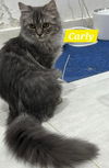 adoptable Cat in  named Carly