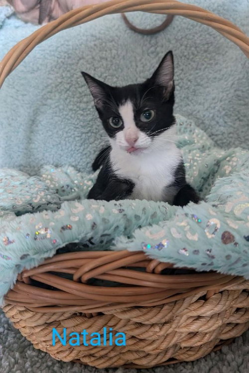 picture of the cat needing adoption